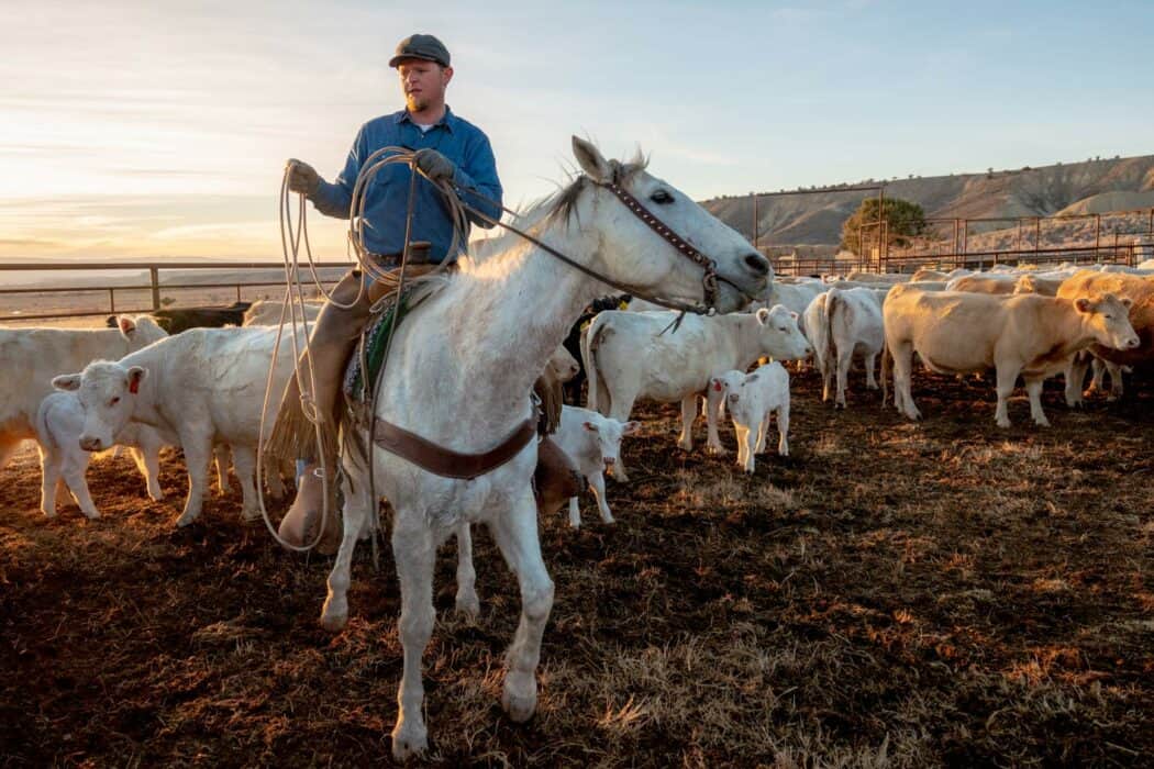 Landwirt Dean VanWinkle auf einem weißen Pferd mit Lasso bei Sonnenuntergang in der Wüste von Colorado.