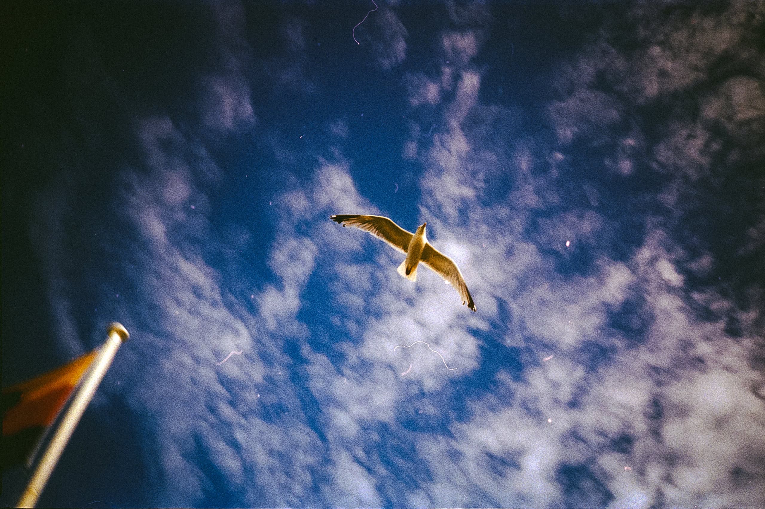 Eine Möwe fliegt vor einem bewölkten, blauer
 Himmel.