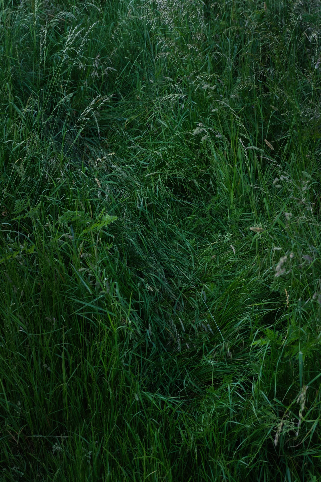 Eine farbige hochformatige Fotografie. Grüne Gräser sind aus der Vogelperspektive fotografiert und liegen in unterschiedlichen Richtungen, manche sind an den Boden gedrückt.
