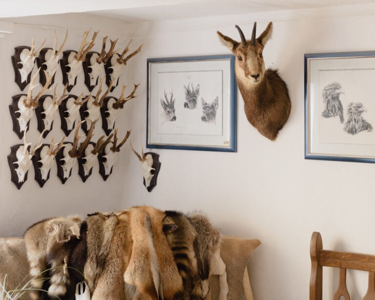 Ausgestopfte Gams im Wohnzimmer eines Jägers neben anderen Wildtieren, darunter Felle von toten Tieren, fotografiert von Felix Kaspar Rosić.