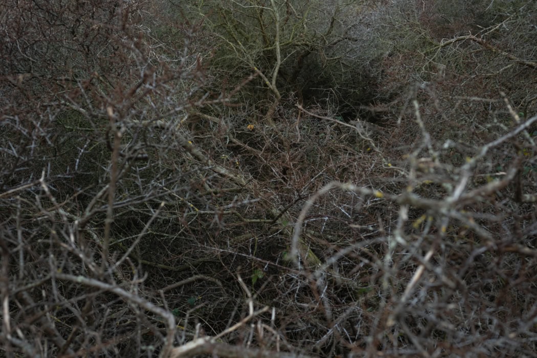 Eine farbige querformatige Fotografie. Details von einem Buch und Ästen in dunklem Farbton.