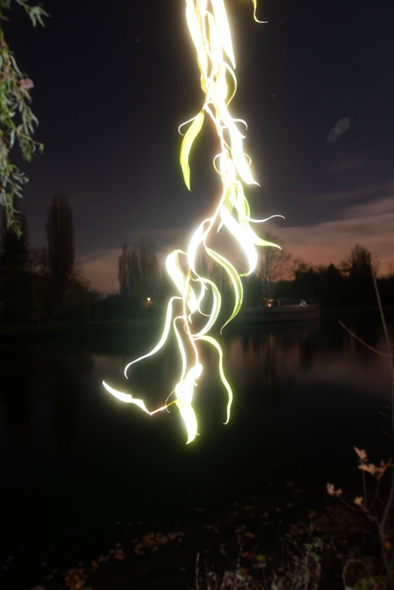 Ein stark angeblitzter Zweig einer Weide hängt von oben mittig in das hinein. Der Hintergrund ist sehr dunkel und zeigt einen See, die Schatten von ein paar Bäumen und einen abendlichen Himmel mit rötlichen Wolken. Sammeln statt jagen.