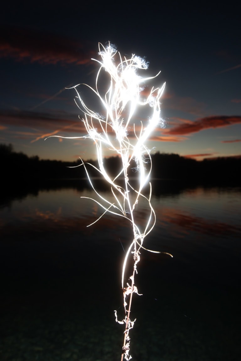 Eine stark angeblitzte Pflanze ragt von unten mittig in das Bild hinein. Der Hintergrund ist sehr dunkel und zeigt einen See, die Schatten von ein paar Bäumen und einen abendlichen Himmel mit rötlichen Wolken. Sammeln statt jagen.