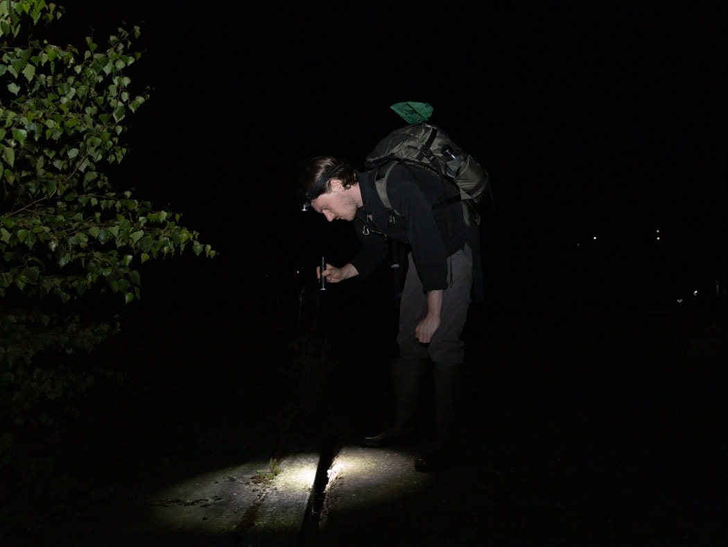Wissenschaftler Frederic Griesbaum leuchtet mit einer Stirnlampe in eine Gesteinsspalte auf der Suche nach Kreuzkröten auf dem Gelände des Pankower Tors.