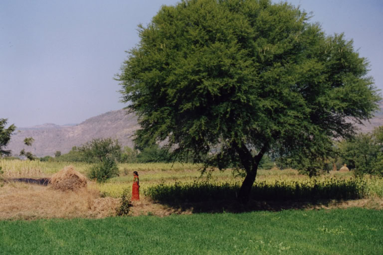 Frau in roter Kleidung steht auf einem Feld unter einem großen Baum in einer ländlichen Landschaft mit Bergen im Hintergrund.