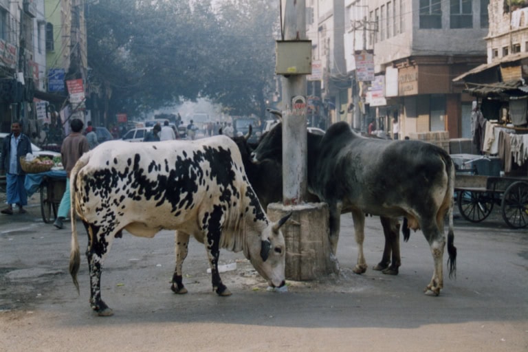 Straßenszene in Indien mit zwei Kühen an einem Strommast, umgeben von einer belebten Marktumgebung und typisch indischer Architektur im Hintergrund.