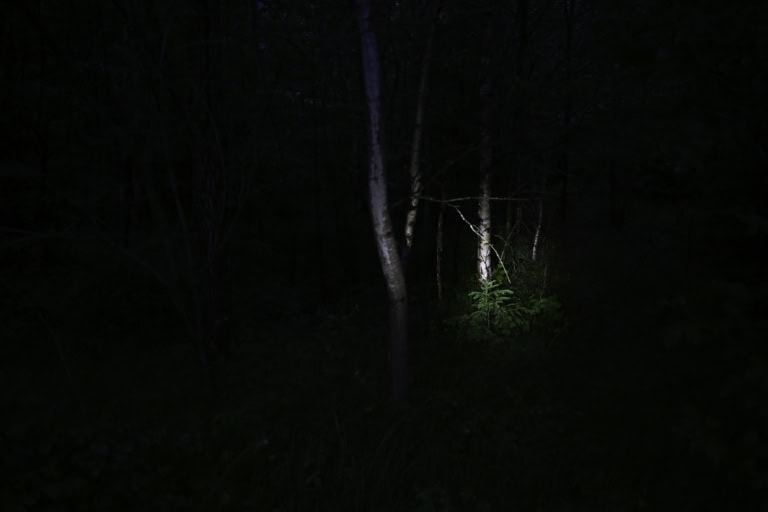 Dieses Bild zeigt den Tatort eines Femizids im Kreuther Forst in der Nähe von Regensburg. Die dunkle Waldszene wird durch einen schmalen Lichtstrahl durchbrochen, der Baumstämme und einen Farn hervorhebt, während die umliegende Dunkelheit eine beklemmende Atmosphäre schafft. Die gezielte Beleuchtung lenkt die Aufmerksamkeit auf diesen stillen, aber bedeutungsschweren Ort, der von einer tiefen Stille und der Tragik des Geschehens geprägt ist.