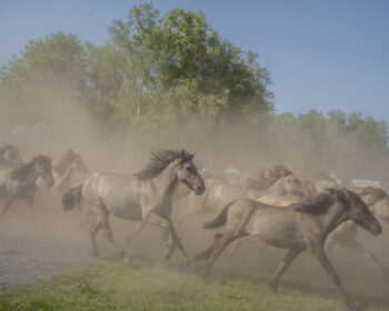 Eine Herde von Dülmener Wildpferden galoppiert während des traditionellen Wildpferdefangs durch eine staubige Lichtung. Die Pferde sind umgeben von Bäumen und Gras unter einem klaren blauen Himmel.