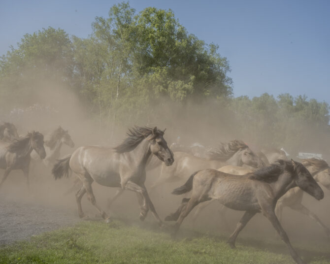 Eine Herde von Dülmener Wildpferden galoppiert während des traditionellen Wildpferdefangs durch eine staubige Lichtung. Die Pferde sind umgeben von Bäumen und Gras unter einem klaren blauen Himmel.