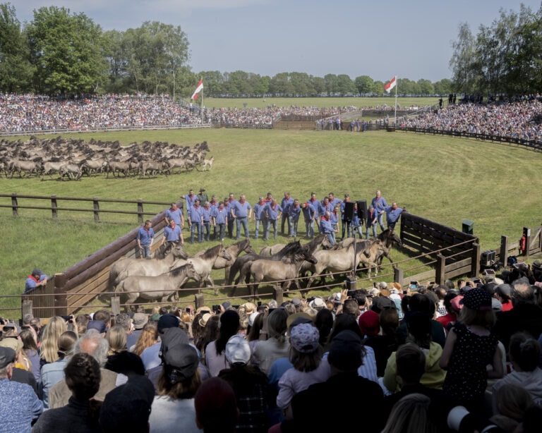 Teilnehmer des Dülmener Wildpferdefangs in blauen Hemden und roten Halstüchern laufen auf einer Wiese, um Wildpferde zu fangen. Im Hintergrund ist eine große Menschenmenge auf Tribünen zu sehen, die die Veranstaltung beobachtet, während eine große Herde Wildpferde im Hintergrund steht.